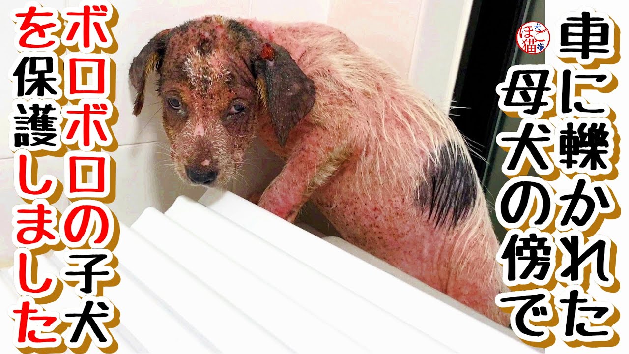 【子犬　保護犬】子犬保護　母犬が車に轢かれたそばで　ボロボロの子犬が一人で取り残されていました。
