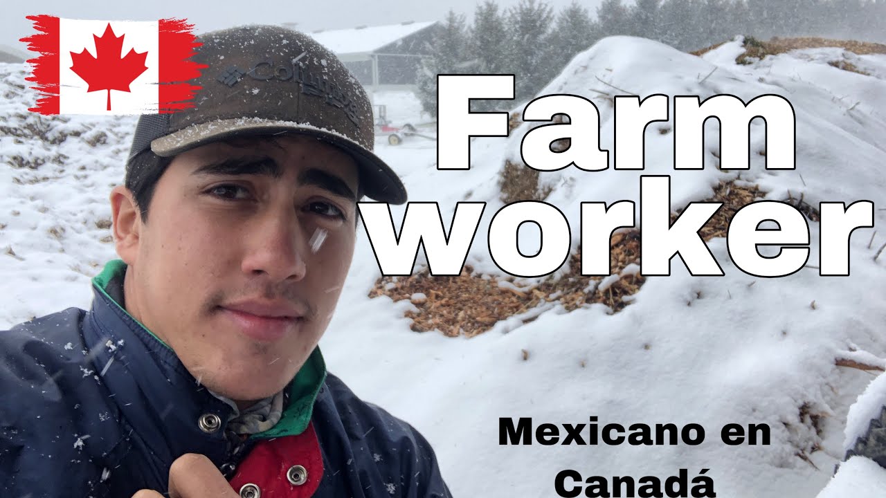 Canada 2025🥶Y tu, trabajarias aqui? ... El invierno canadiense a llegado a la granja