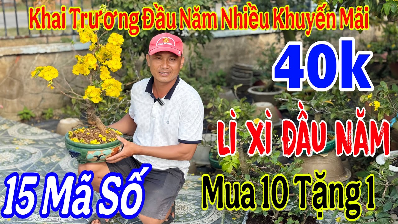 22/2 Vườn khai trương giao lưu mai giá rẻ 💥40k🌲nhiều mã Số Đẹp 🌲🌲🌲☎️ 0987419023 A .Triều 