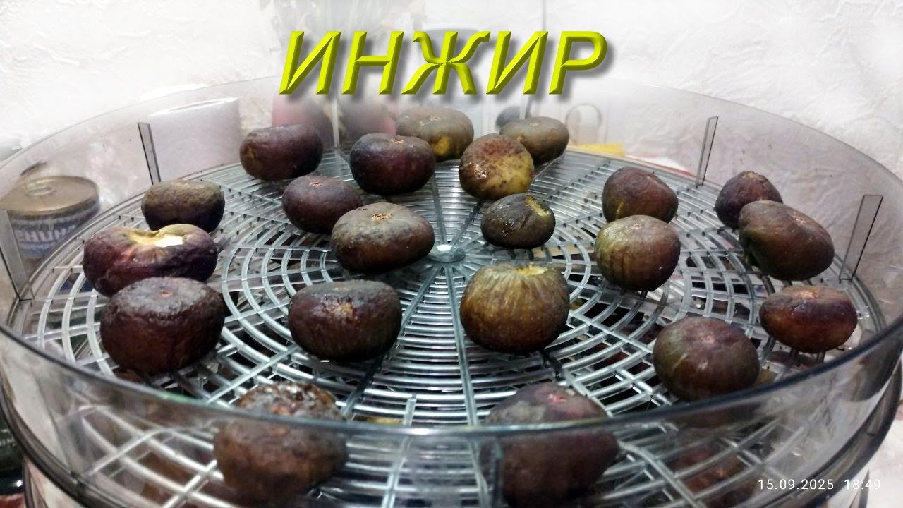 Как сушить инжир в сушилке