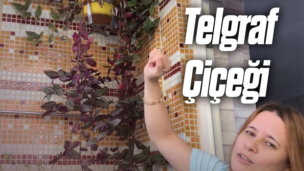 Telgraf Çiçeği Bakımı ve Çoğaltılması