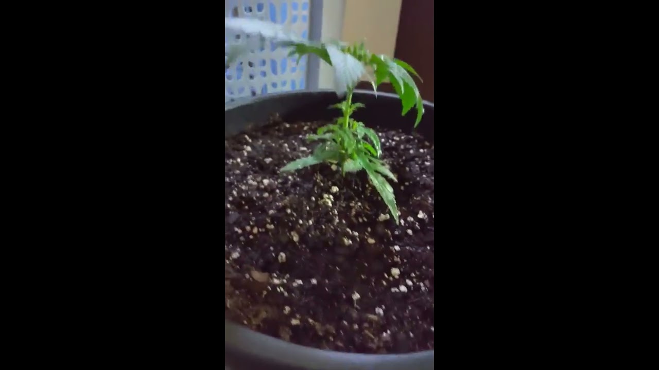 Blue dream week 3 veg