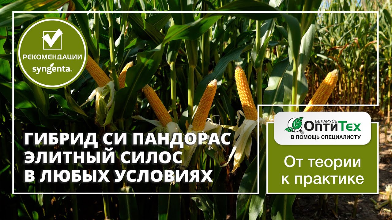 Гродненский район. СИ Пандорас ФАО 250 - элитный силос в любых условиях