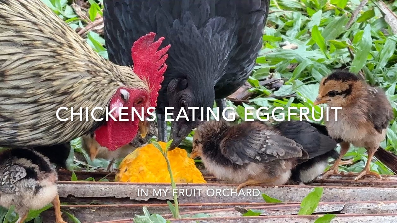 Wild Chickens Eating Eggfruit in My Hawai‘i Orchard with Natural Sounds