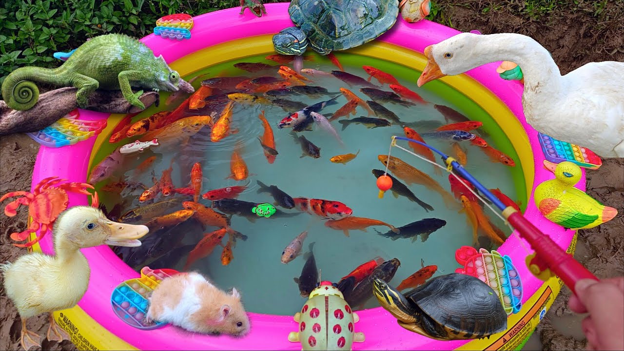 Mancing ikan cupang dikolam, ikan hias, ikan lele besar, ikan koi, ikan mas, kura-kura, bebek, angsa
