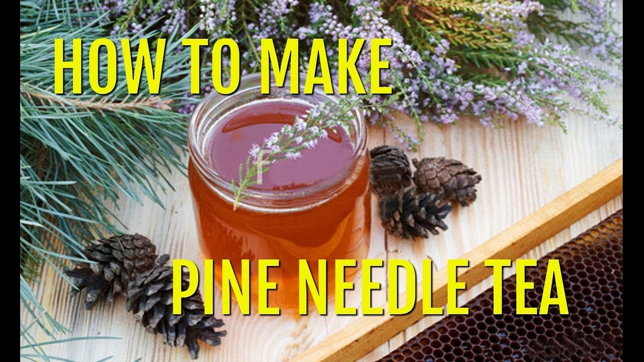 How to Make Pine Needle Tea and Identify Pine Needle |Conifer Spruce Drink!|