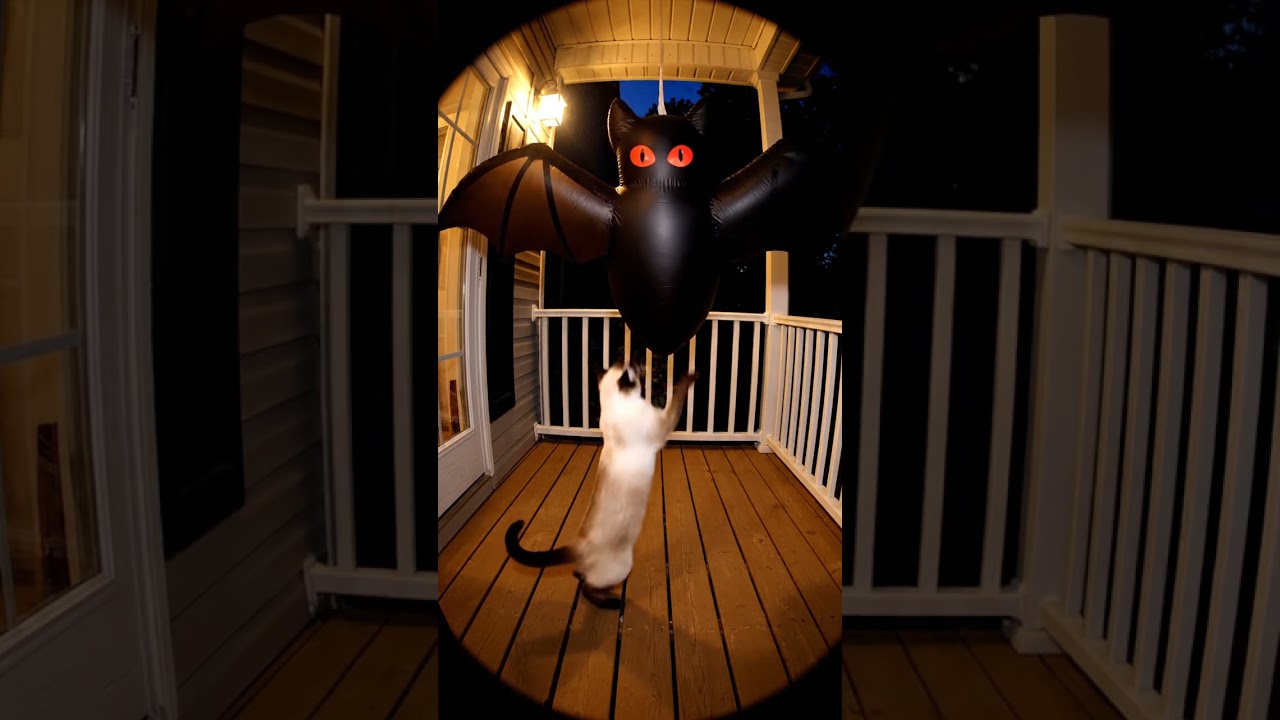 Cat vs. Inflatable Bat 😂🐱 | Funniest Halloween Decoration Fail