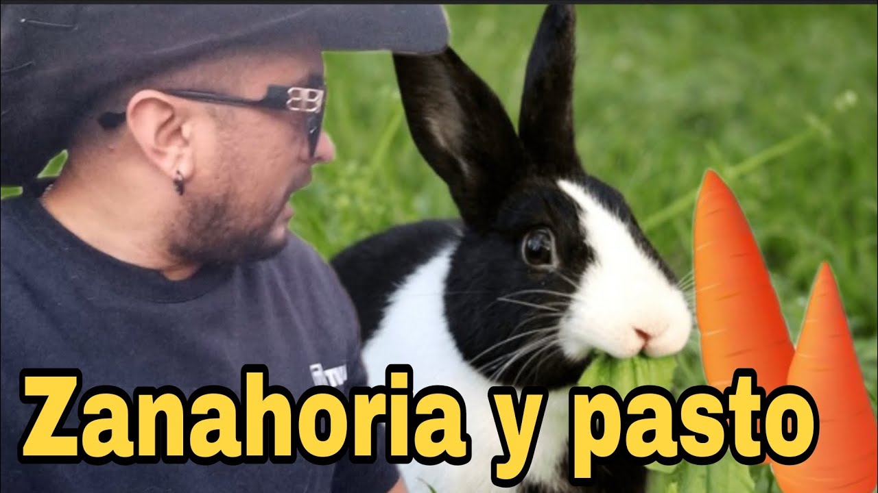 Le damos la merienda a nuestros conejitos regalones ✌️😁❤️🐇❤️