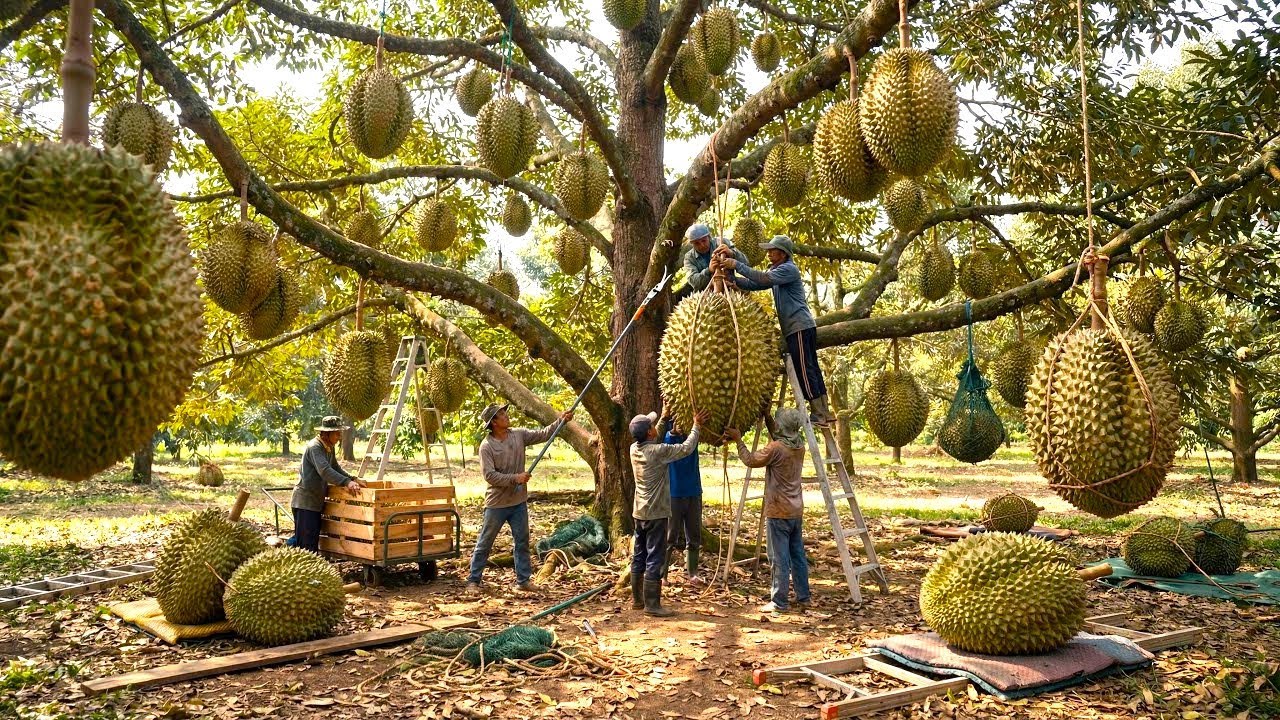 From Seed to Finished Durian | Inside the Factory Manufacturing Process Revealed