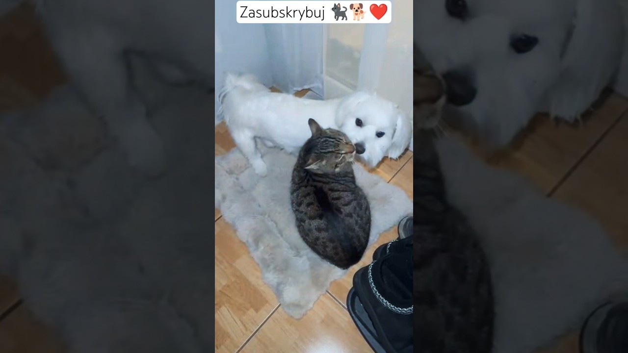 Pomożesz?🥹💙Piesek Kokos chce zarobić na rodzinę 🐕🐱❤️ 