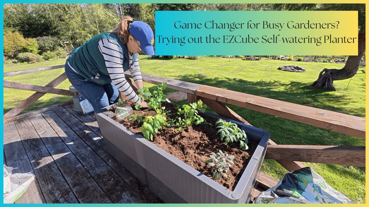 Testing the EZCube Self-Watering Planter by Vego Garden | I'm really excited about this!