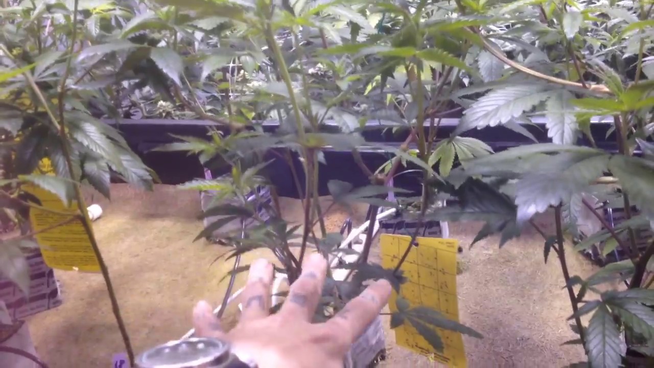Pinkman Goo - 5000w, 6 strain Metrop nutrient review ep1-4 NO Co2