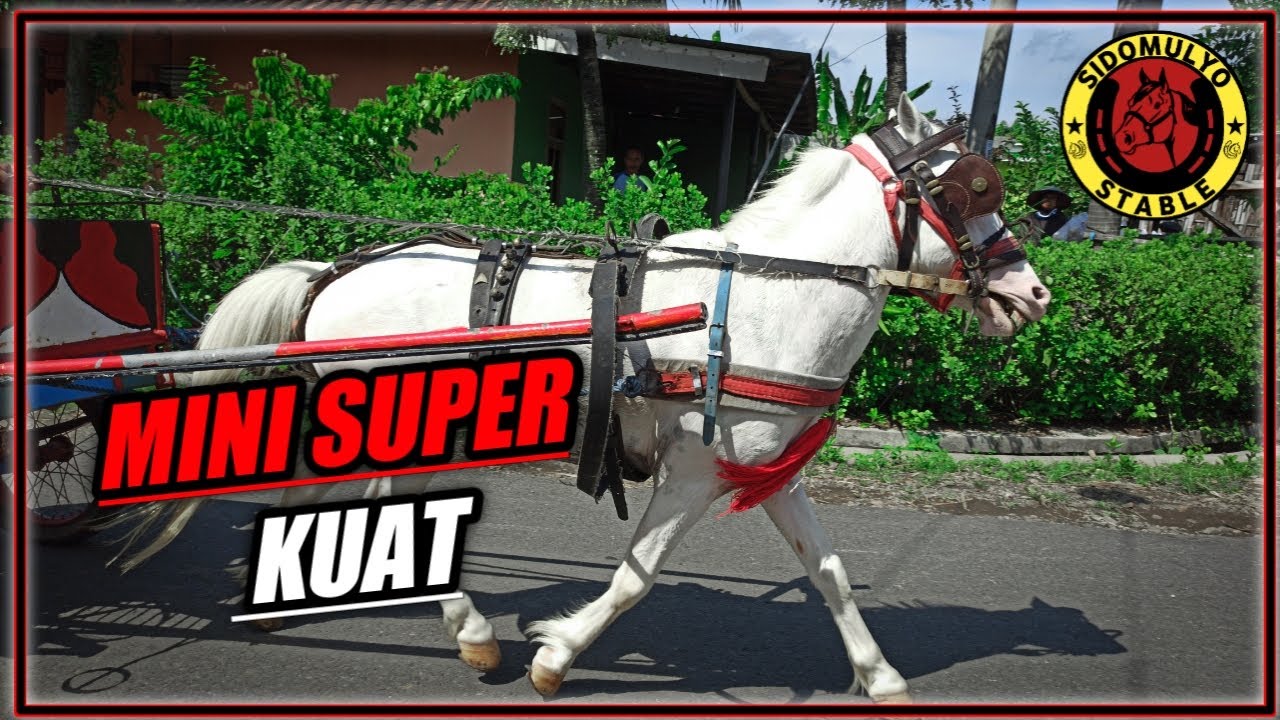 UJI COBA!! Kuda Mini Dibuat Narik Bendi | SIDOMULYO STABLE