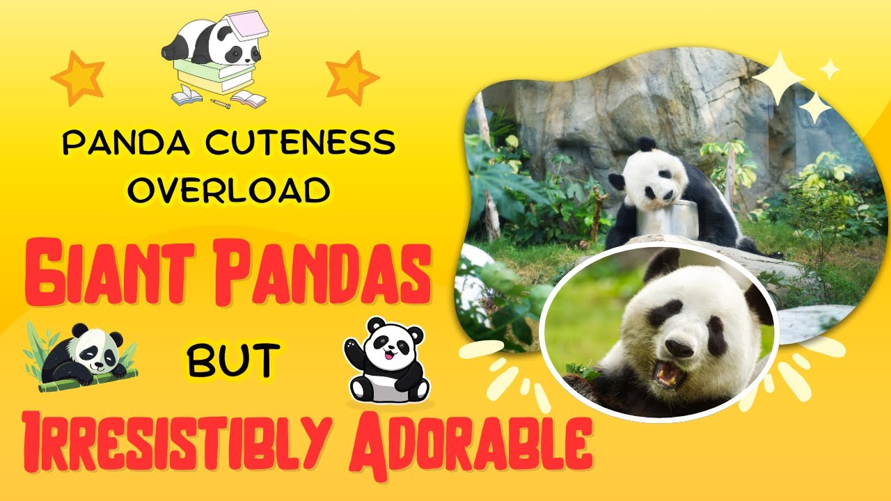 Panda Cuteness Overload: Why Giant Pandas Are Irresistibly Adorable | Fluffy Panda