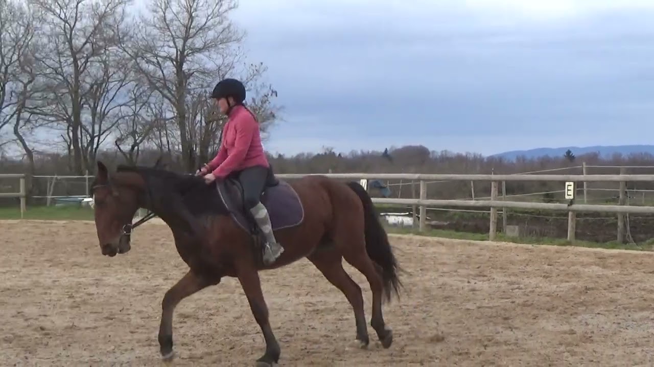 Kingdom TF Travail transitions galop