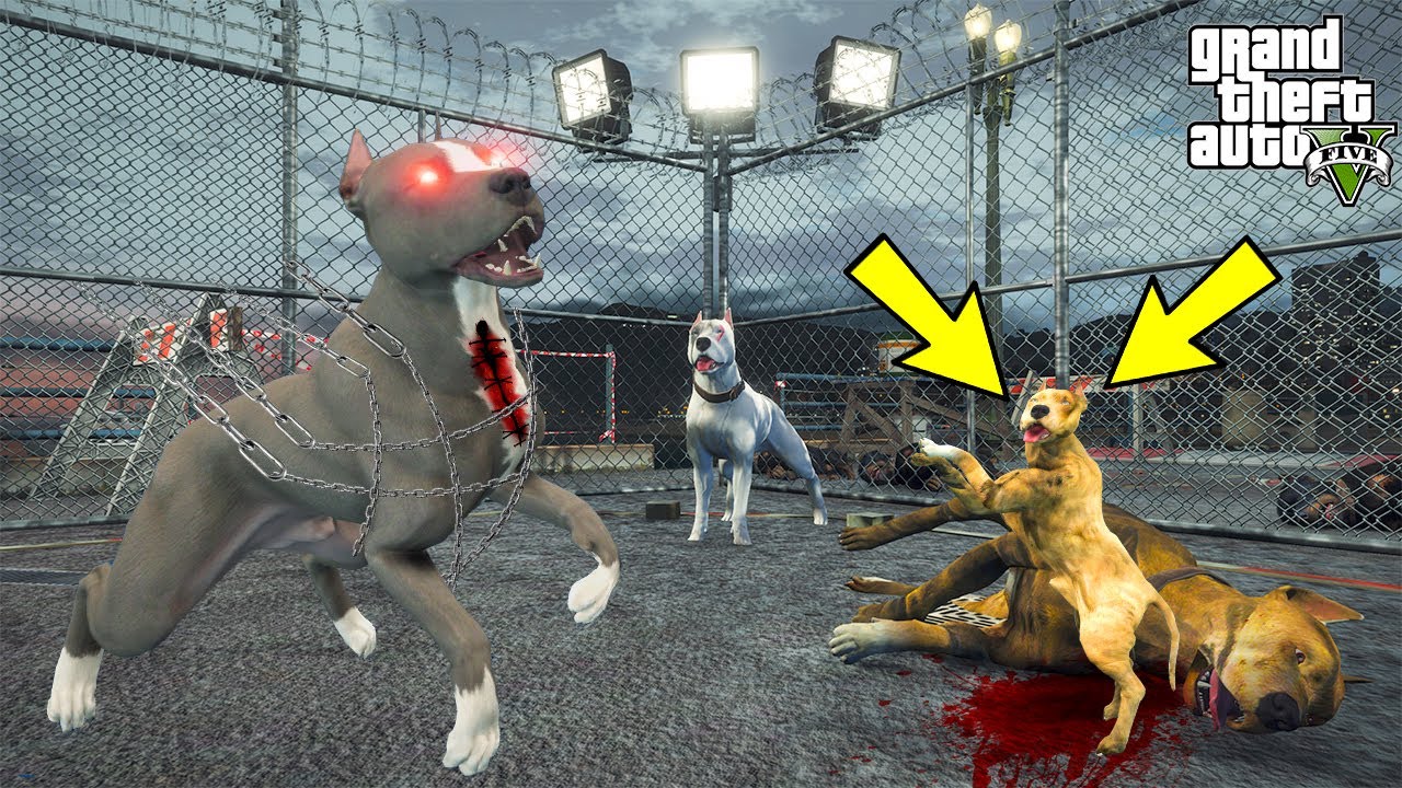 YAVRU PİTBULL KATİL PİTBULL SARI ÖLÜM'LE FİNAL DÖVÜŞÜ YAPIYOR! - GTA 5
