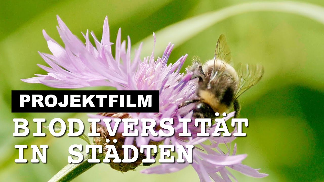 Projektfilm zum Projekt 
