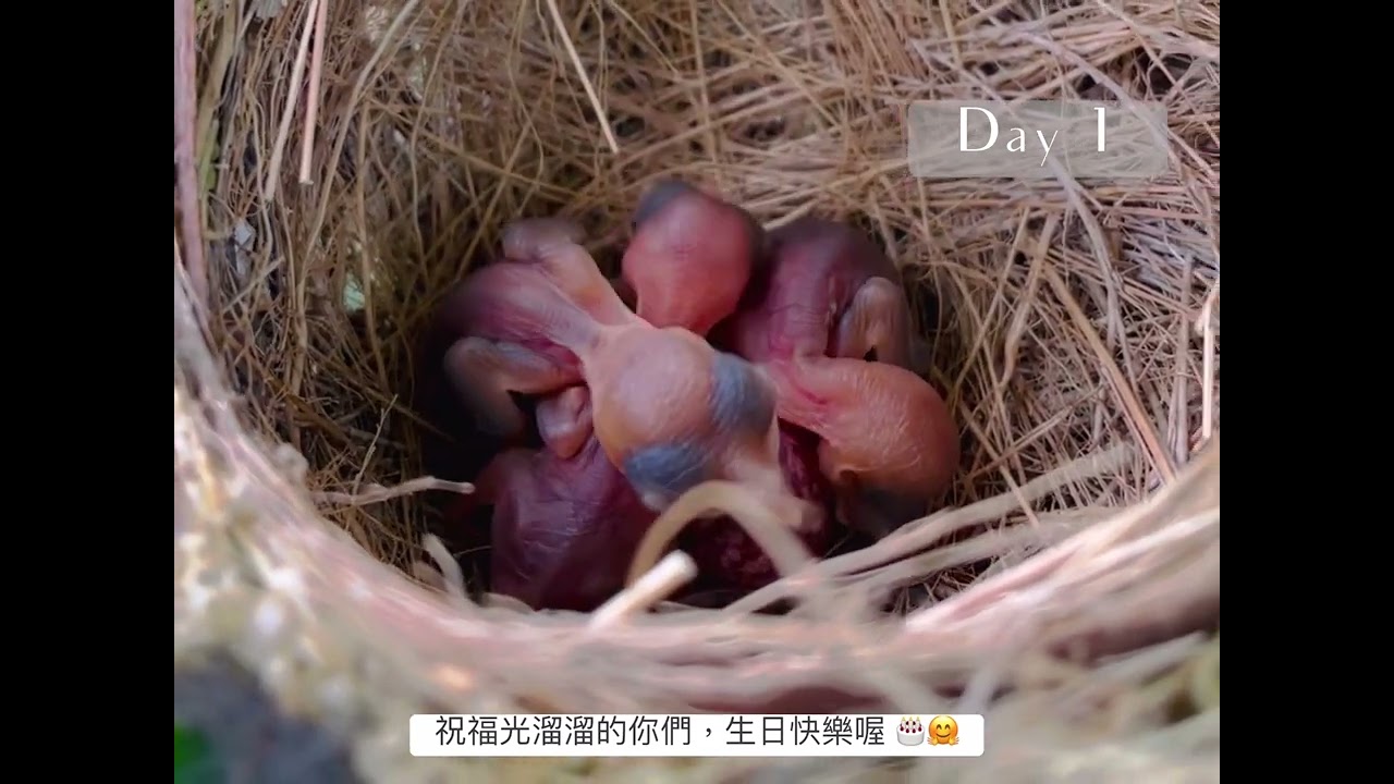 白頭翁的生命故事 #鳥巢 #幼鳥 #yogalife