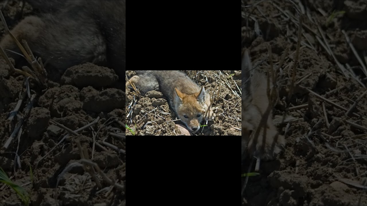 When do coyote pups leave their mother 🐾 #shorts