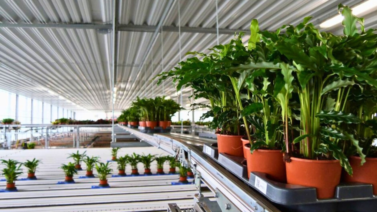 Automated plant delivery process at Gebr. Valstar | Labour reduction and optimal space utilisation