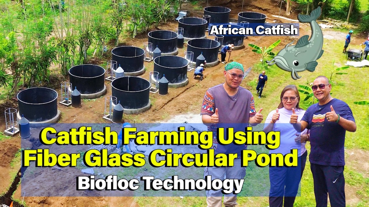 Catfish Farming Using Fiber Glass Circular Pond