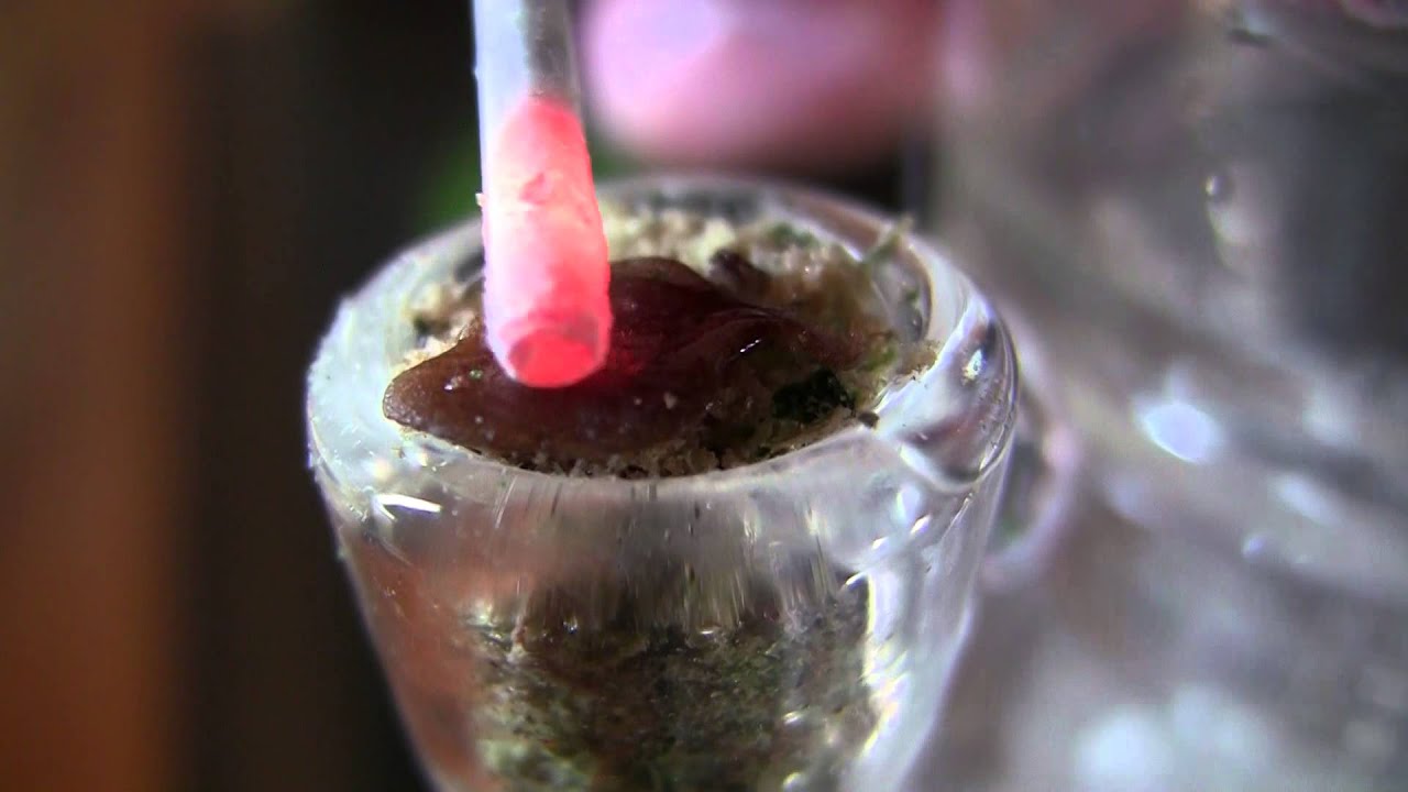 tokin daily: patty melt