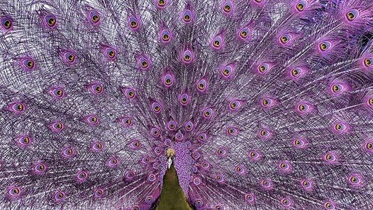 7 Paons Exotiques Uniques Au Monde