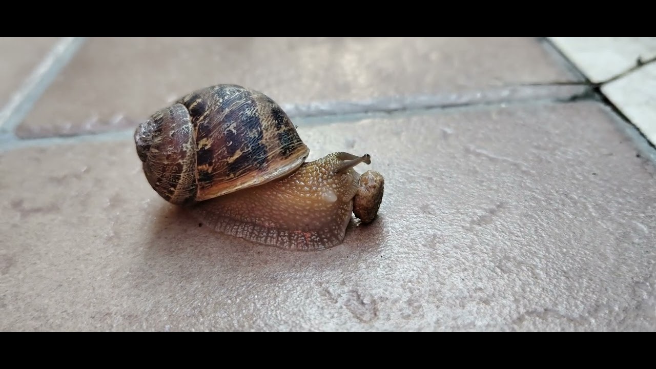 Chiocciola e croccantino