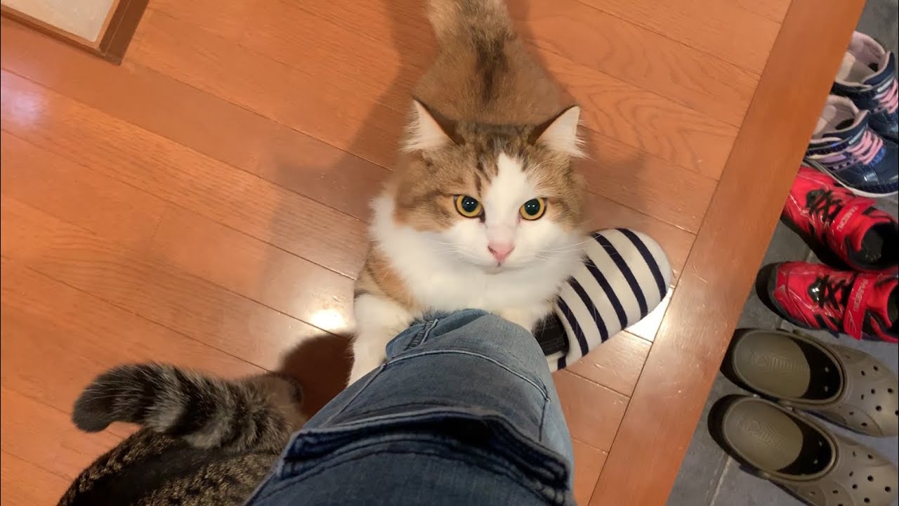 お父さんを健気に出迎える猫がかわいい