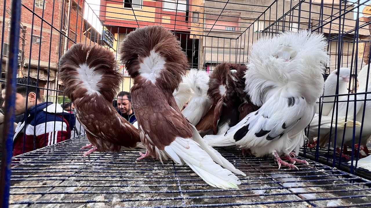 سوق الحمام انهارده في دمياط عروض حمام الزينه