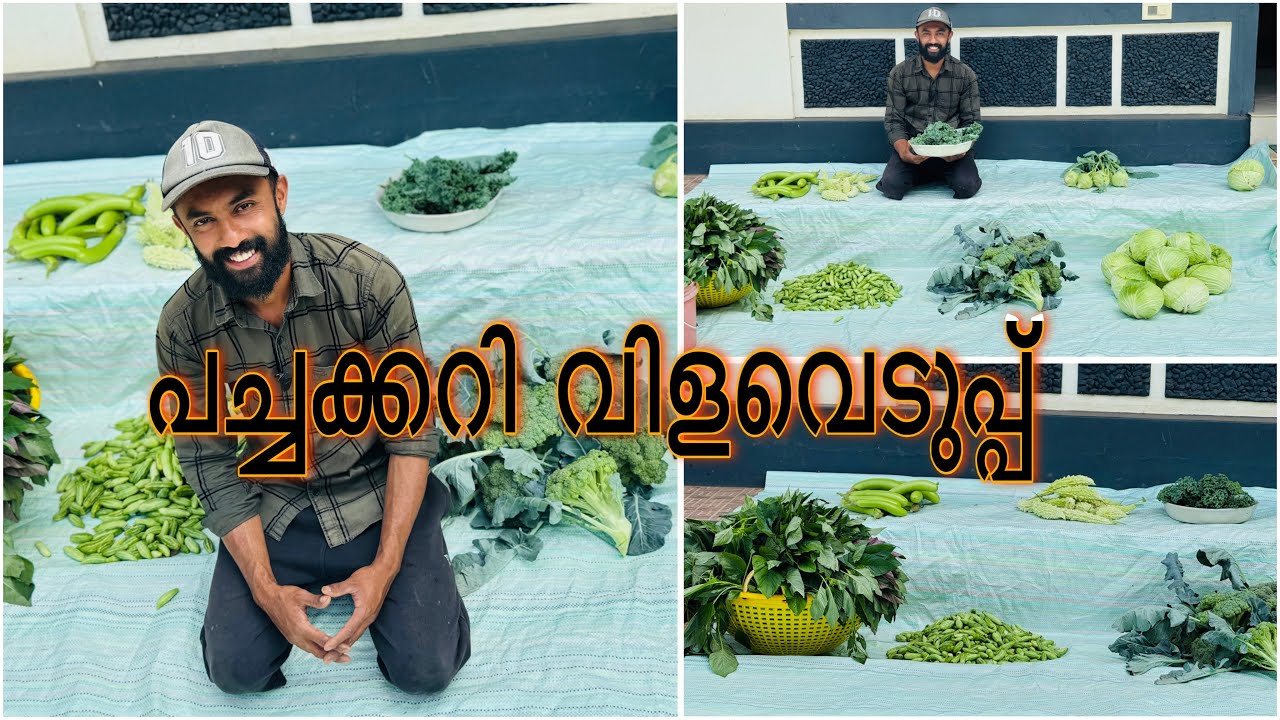  കെയിൽ ചീരയും ഉണ്ട് ഇന്നത്തെ വിളവെടുപ്പിൽ 😊👍
