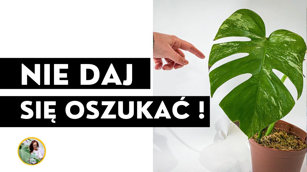 MONSTERA VARIEGATA gdzie i za ile kupić?🌱 Jak nie dać się OSZUKAĆ ? Jakie sadzonki kupować ?