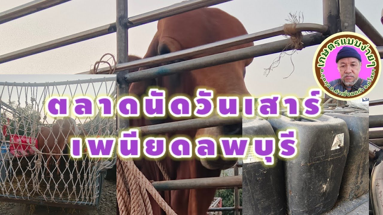 ราคาวัววันนี้