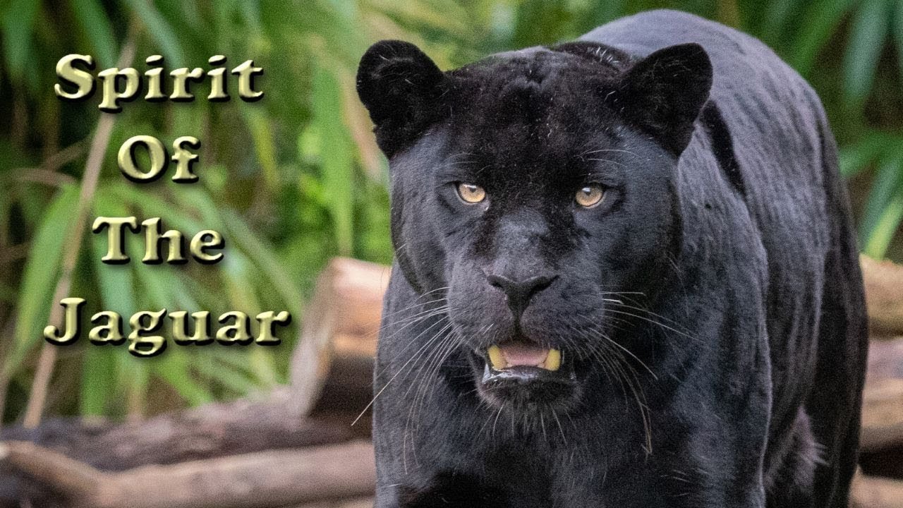Tour of Spirit Of The Jaguar at Chester Zoo