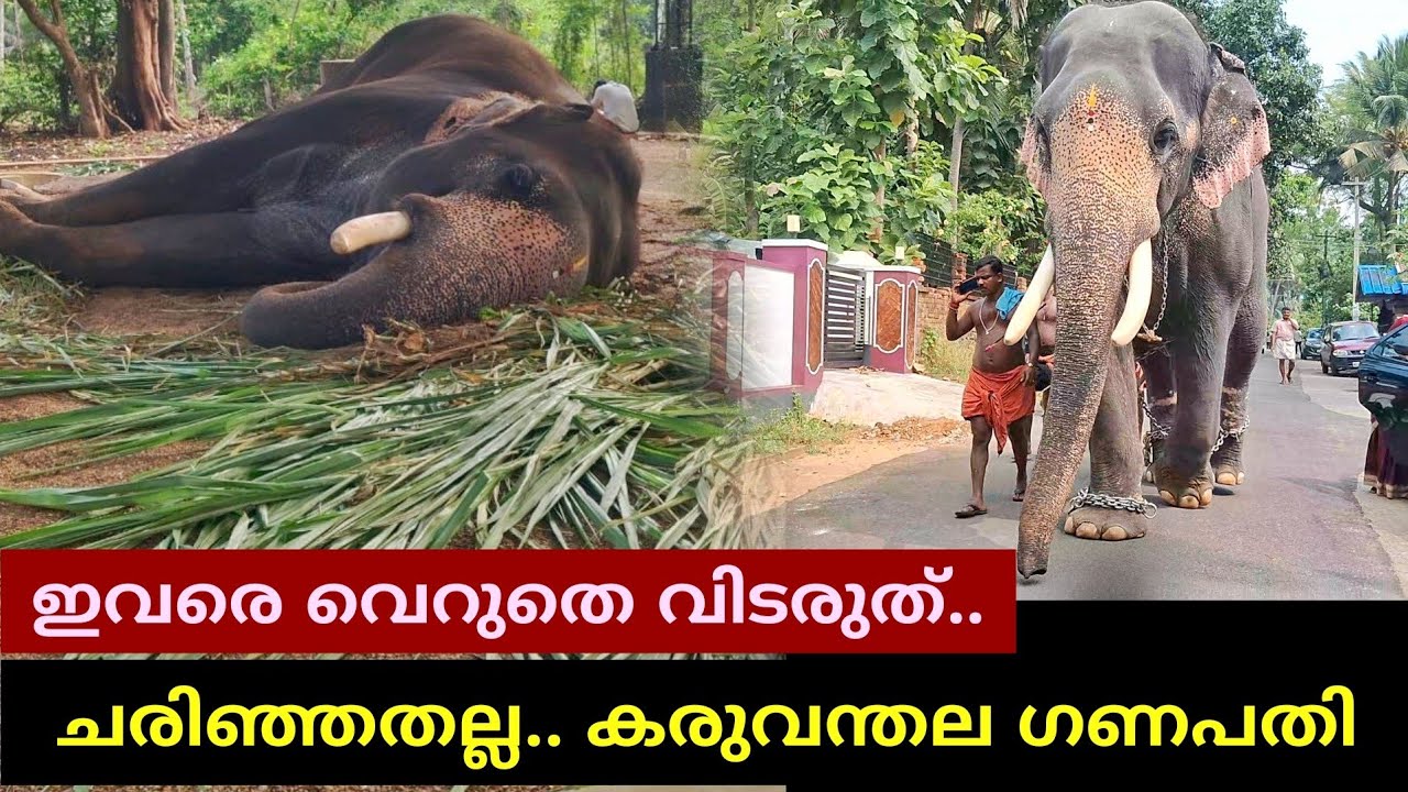 ഇവരെ വെറുതെ വിടരുത്.😬കരുവന്തല ഗണപതി ചരിഞ്ഞു സംഭവിച്ചത്.!😬😔 Karuvanthala Ganapathy പ്രണാമം 🌹🌹