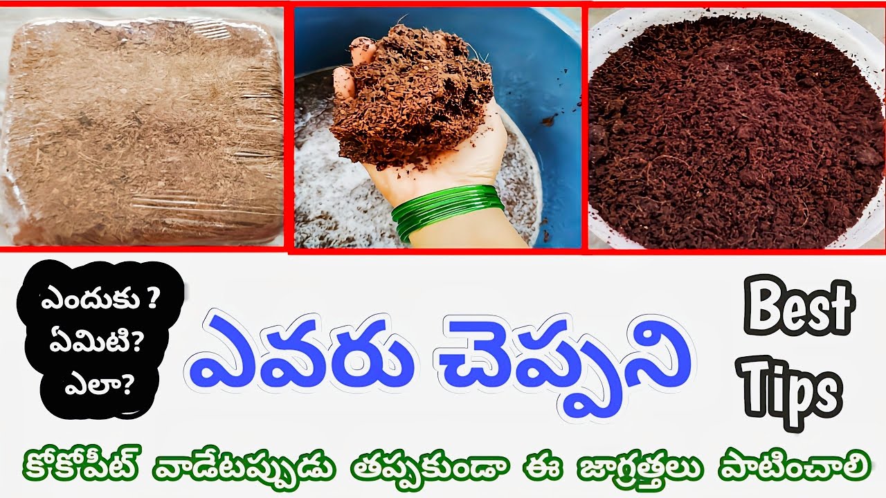 కోకోపీట్ మొక్కలకి ఎలా వాడాలి?|how to use Coco peat for plants @Mokkalatho Manam #cocopeat #garden