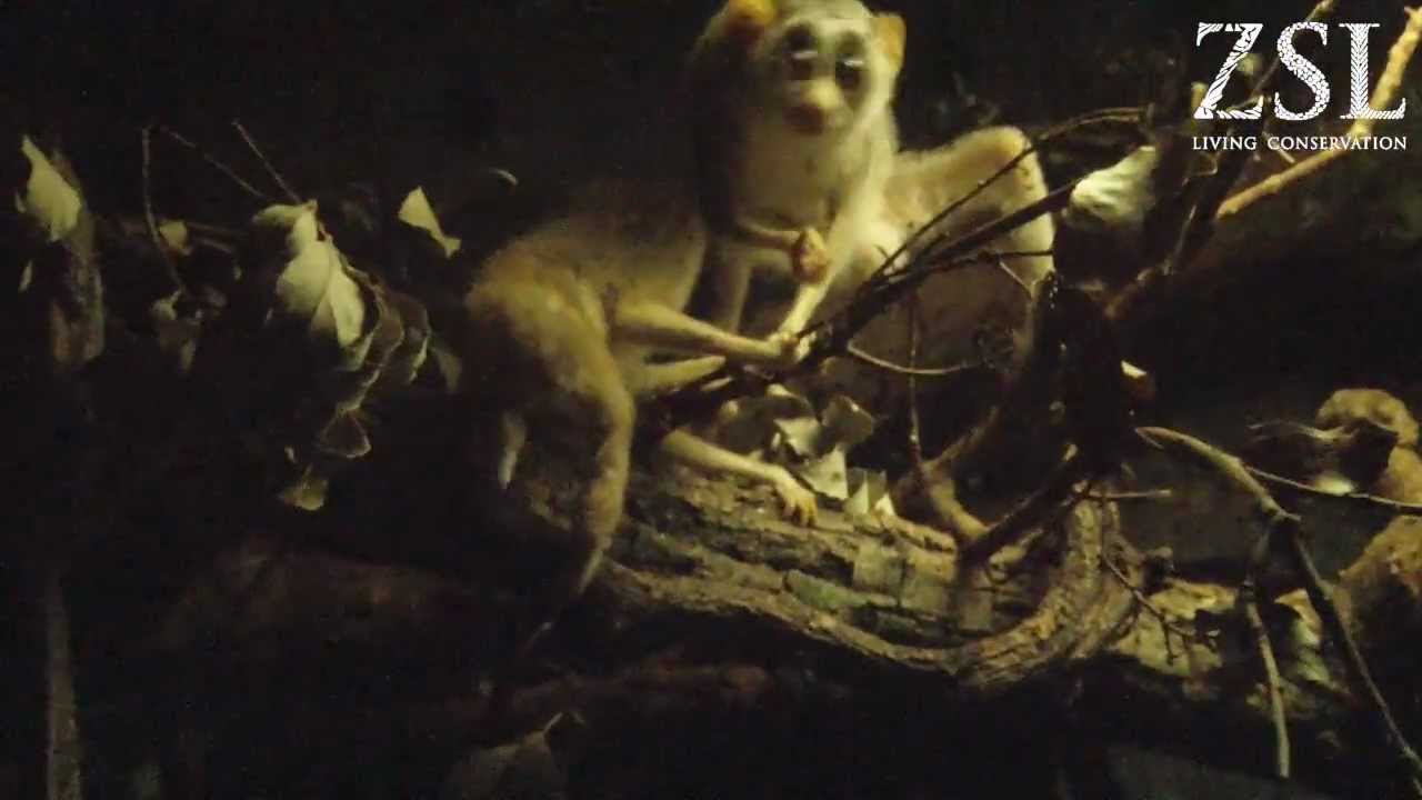 Cute slender loris twins celebrate Mother's Day