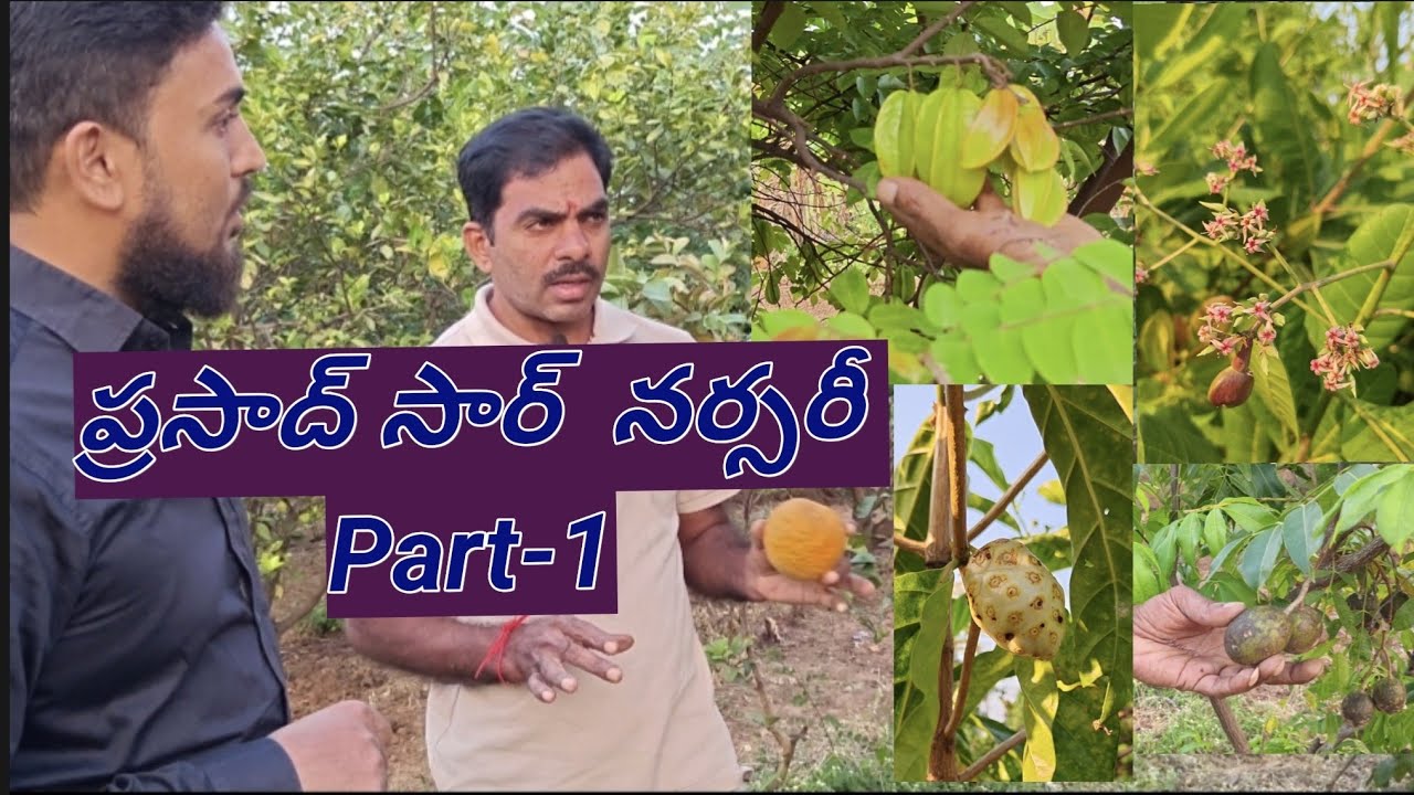 మన మంచిర్యాల లోని ప్రసాద్ గారి నర్సరీ... చూసేయండి