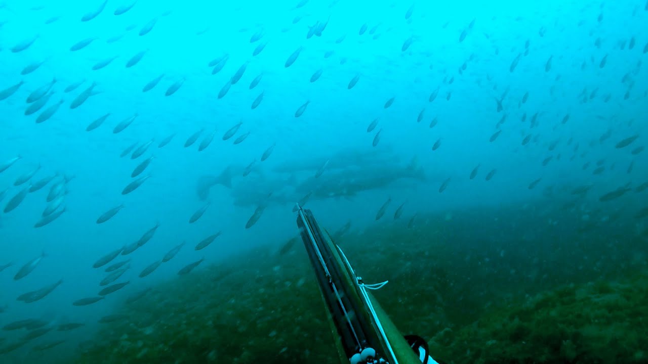 Corvina Denton Y urta pescadas por Olivier Simon del equipo Evo1Sub