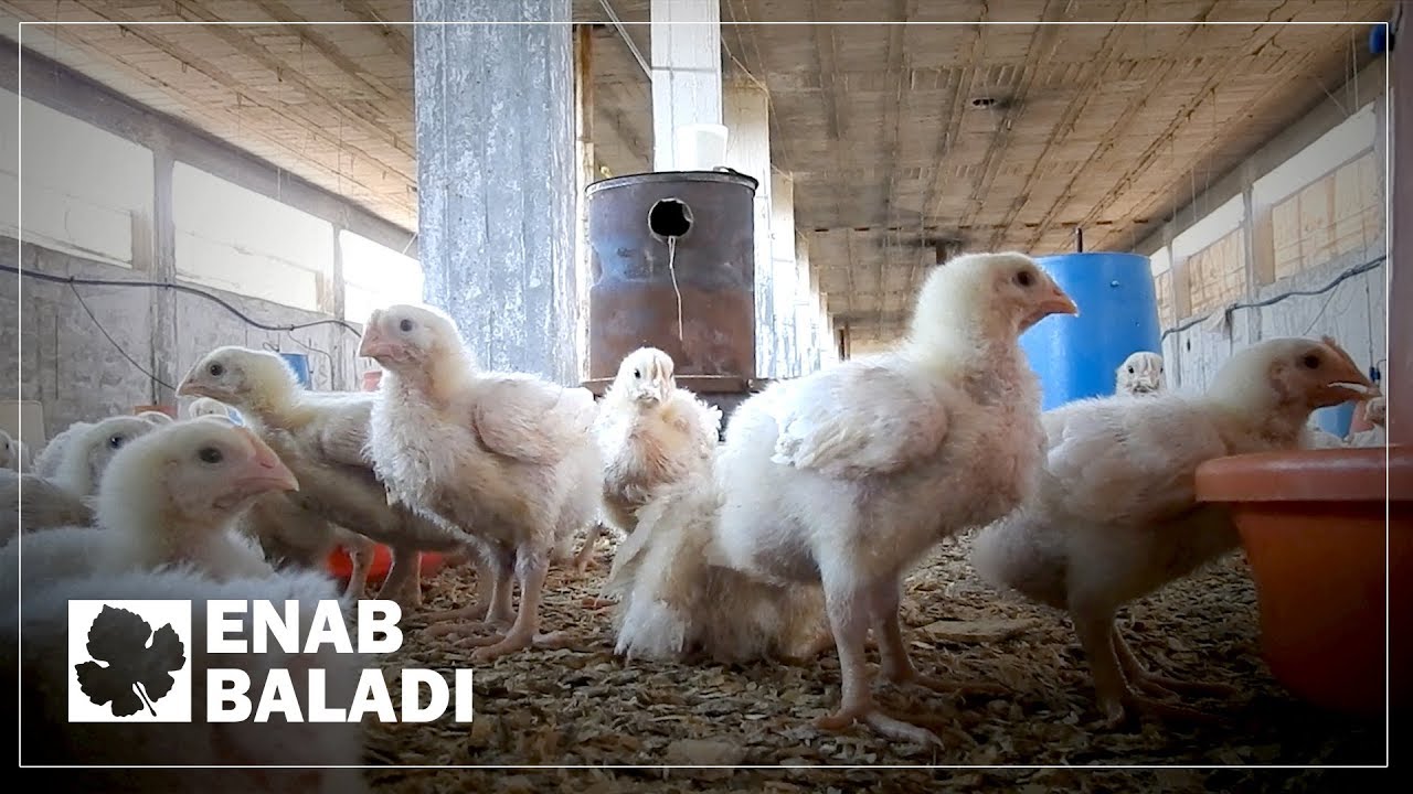 مربو الدجاج في سوريا يشتكون من أسعار الفروج التركي