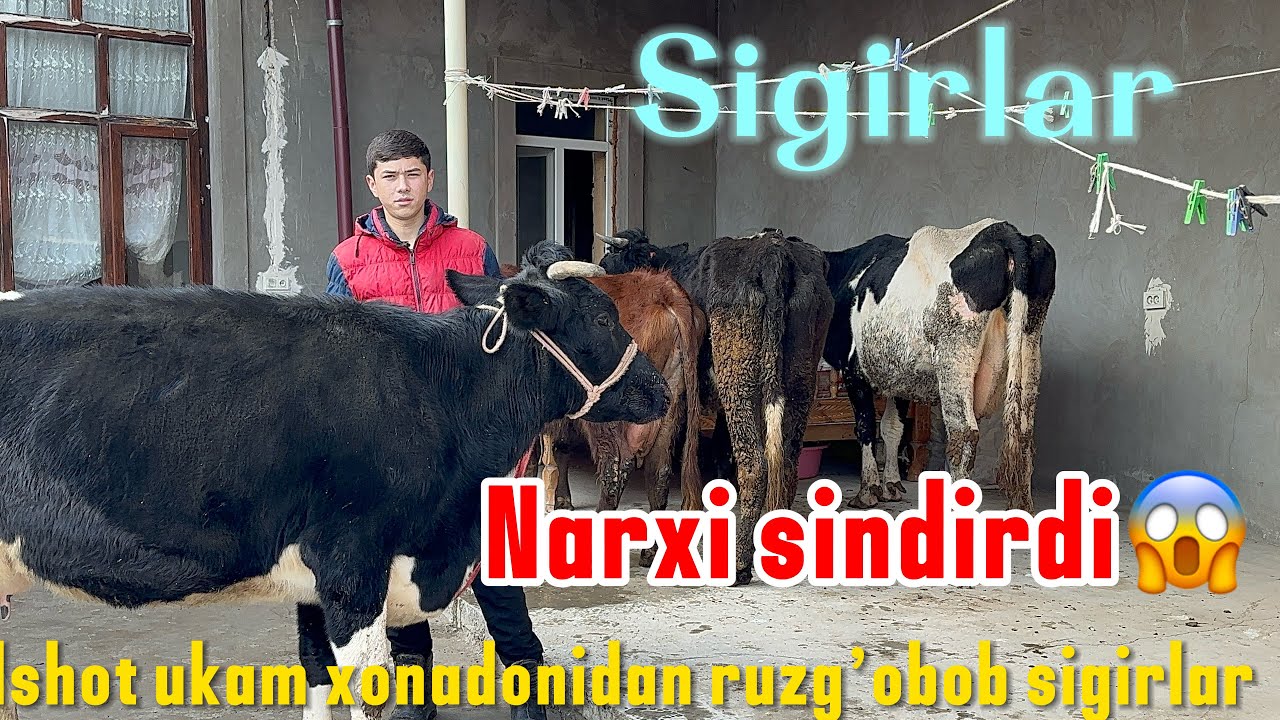 ROZG’OR BOB SIGIRLA JUDA ARZON NARXDA ETI DILSHOT UKAM 