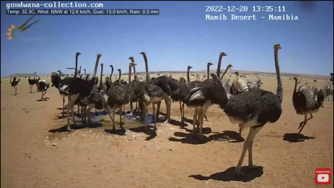 Ostrich Flops After Slip and Fall in the Water 😬 ... Namibia Watering Hole Africa 🌍