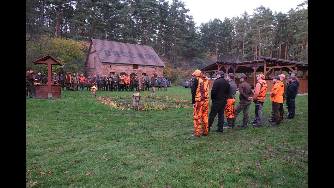 Zimowy odstrzał dzik&oacute;w. Jak PZŁ walczy z ASF?