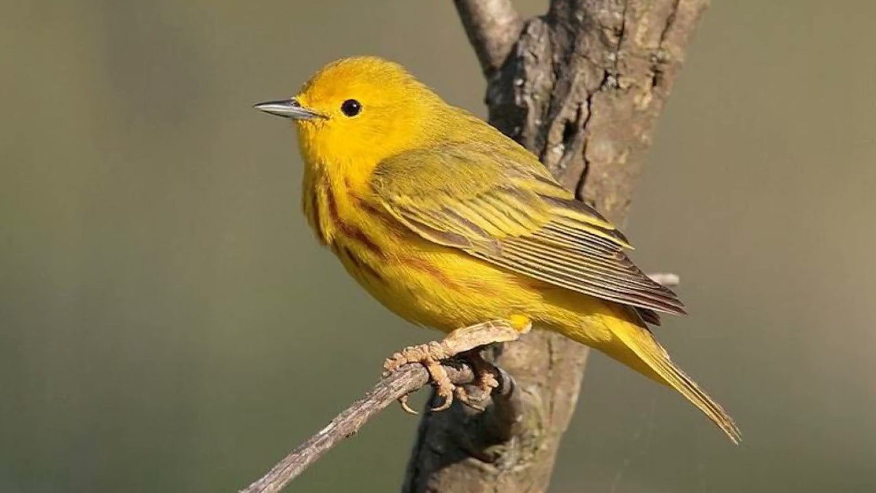 Yellow Warbler Bird Sound Video: Bird Songs Eastern North America-Nature Sounds in the Woods