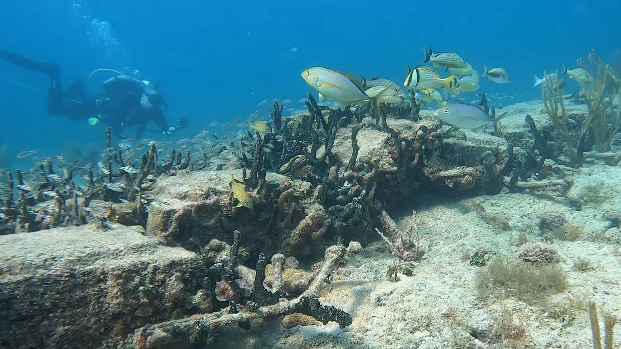 Aquarium Diving & Braving a Strong Current at Hollywood’s Yellow Brick Rd 2024-05-11