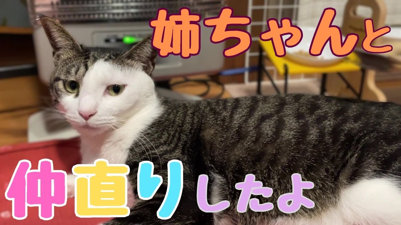 #30　悲報？ 朗報？　痩せたラオウ！　理由は5日間もシャーシャー言い続けたから？