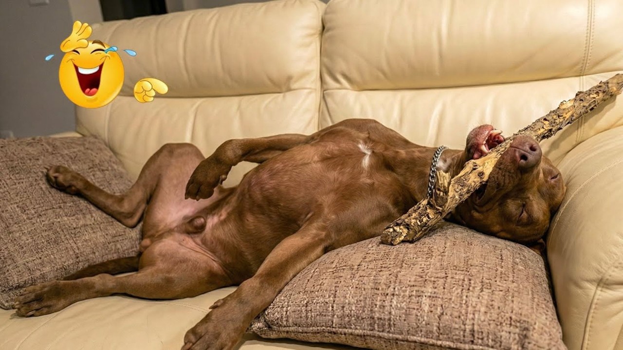 New FUNNY DOGS That Will Make You Laugh To Tears 😂🐕 Best Funny Dog Compilation 2026