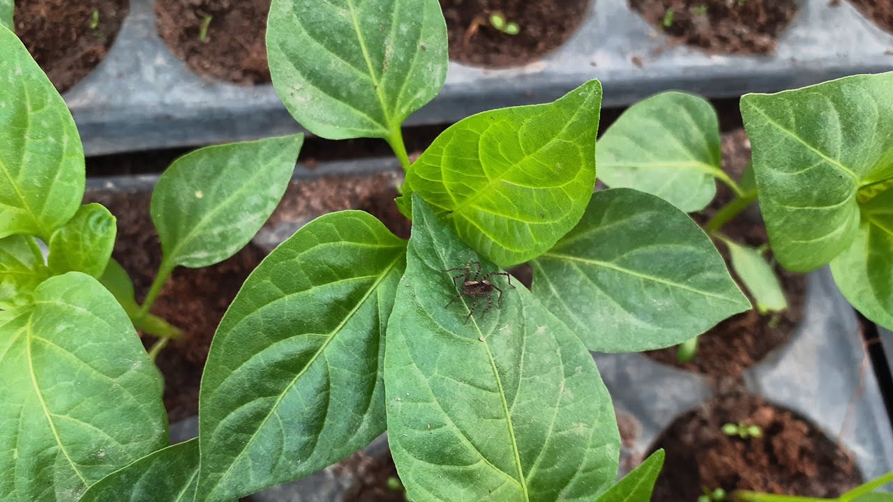 Tratamente contra afidelor la ardei