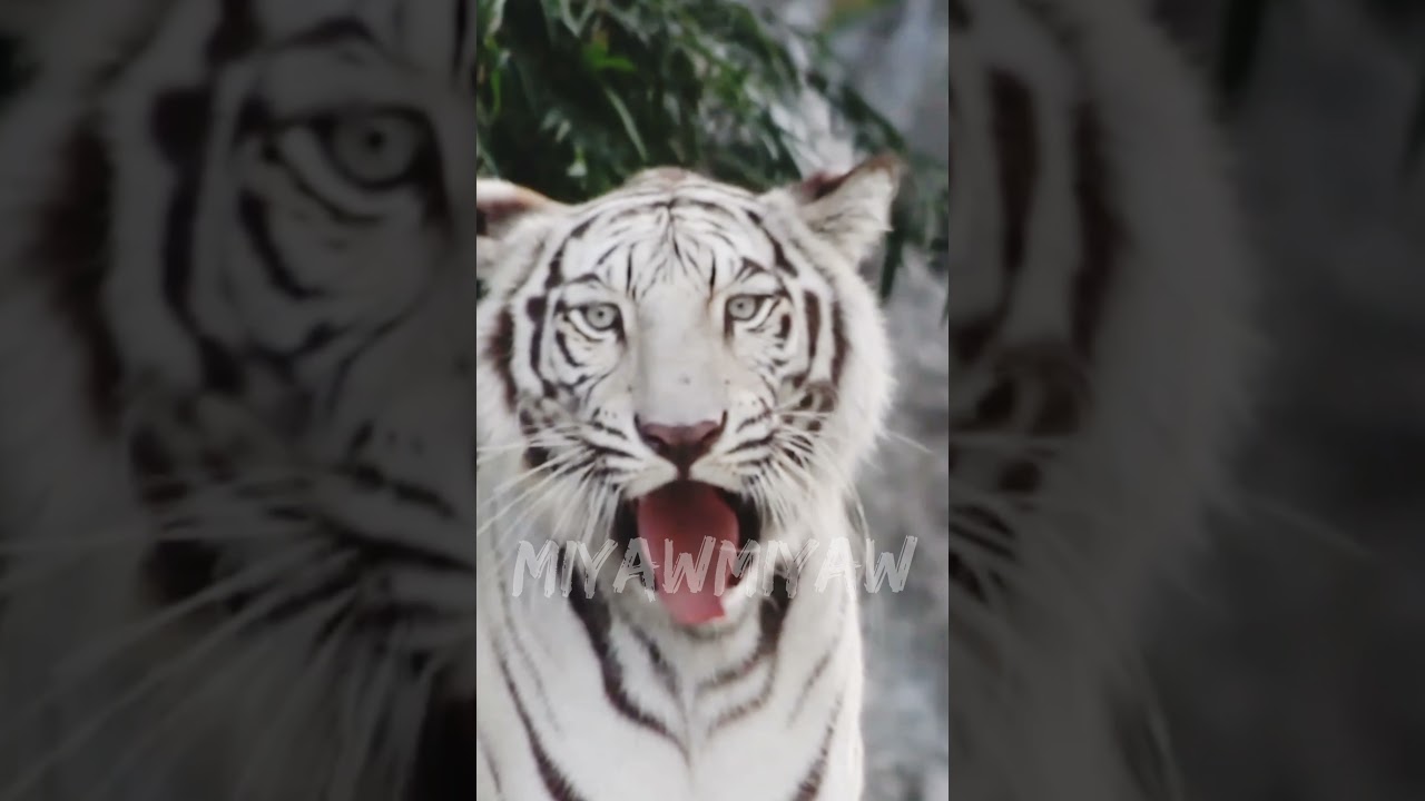 Roar white tiger bengal ll auman macan putih #shorts