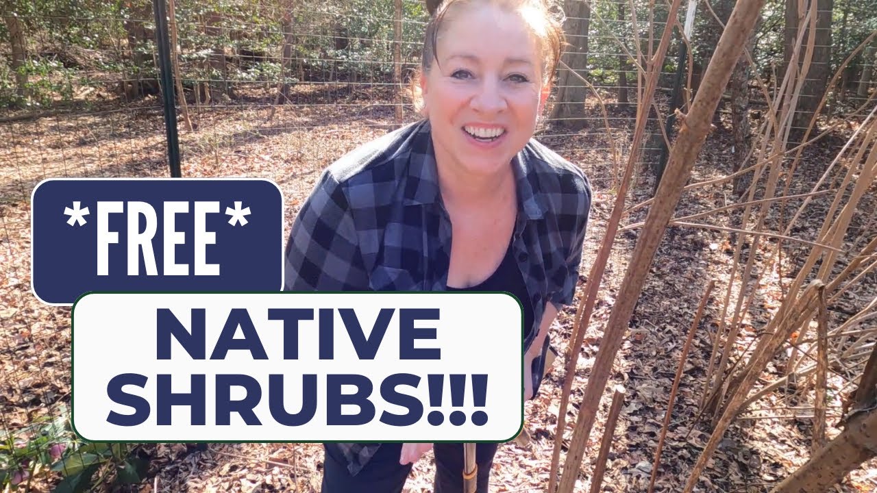 Pruning and Propagating Native Shrubs from Hardwood Cuttings 👩🏻‍🌾🌿